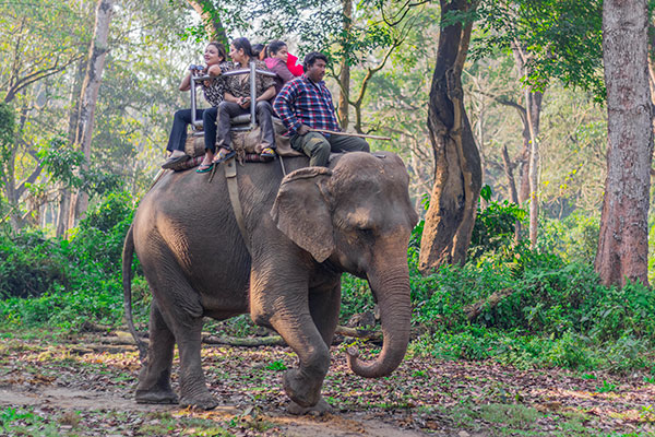 jungle-safari-activities-elephant-back-safari-in-chitwan-national-park