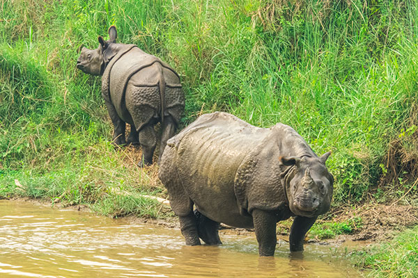 wildlife-safari-packages-2-in-chitwan-national-park