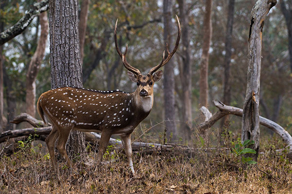 wildlife-safari-packages-1-in-chitwan-national-park