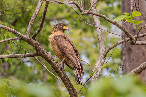 sisai-park-village-jungle-safari-activities-bird-watching-tour-in-chitwan-national-park